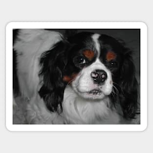 cavalier king charles spaniel tri third Sticker